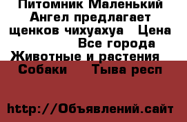 Питомник Маленький Ангел предлагает щенков чихуахуа › Цена ­ 10 000 - Все города Животные и растения » Собаки   . Тыва респ.